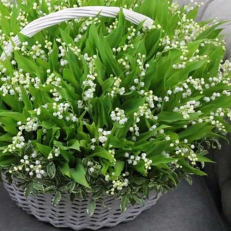 Корзина 101 ландыш